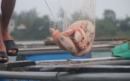 Cá chết do lũ, người dân Đà Nẵng mất hàng trăm triệu