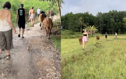 Khách Tây rủ nhau đi chăn bò khiến dân mạng Việt cười bể bụng