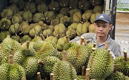 Xuất khẩu sầu riêng khơi thông sau khi Bộ Nông nghiệp chỉ đạo xử lý ách tắc kiểm nghiệm