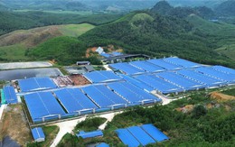 Sẽ dừng hoạt động trang trại nuôi heo gây ô nhiễm ở Thanh Hóa