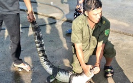 Người dân An Giang tá hỏa khi thấy cá sấu bò ngang đường