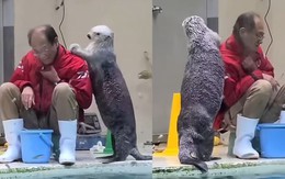 Những chú rái cá hiểu chuyện đến... dễ thương