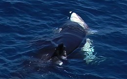 Cá voi sát thủ dùng 'chiêu thôi miên' hạ gục cá mập trắng