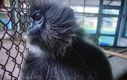 Người dân giao voọc bạc Đông Dương quý hiếm phát hiện trên sông Sài Gòn cho kiểm lâm