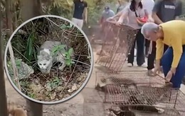 Choáng với màn phóng sinh hơn 1.000 con mèo xuống... hồ nước