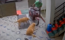 Chú chó tinh quái giả vờ đau chân để được ông chủ vuốt ve