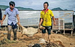 Khởi tố vụ án vỡ hồ chứa nước làm chết người ở Tuy Phong