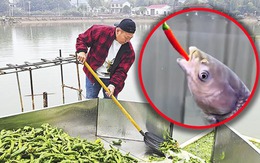 Chủ ao Trung Quốc cho cá ăn hơn 5 tấn ớt mỗi ngày