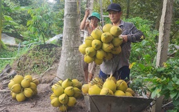 Vì sao giá dừa tại các tỉnh miền Tây giảm mạnh?