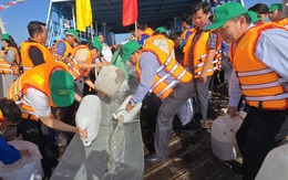 Thả 215.500 con cá trên sông Hậu