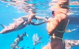 Nữ tay vợt số 1 thế giới Sabalenka gây sốt khi bơi cùng đàn cá mập