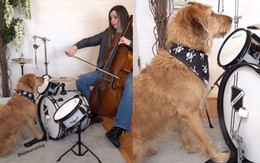 Chú chó đánh trống siêu ngầu