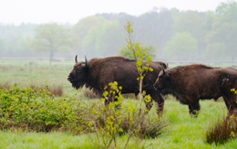 Loài thú tuyệt chủng trong hoang dã sắp 'tái xuất' ở Bỉ sau 100 năm