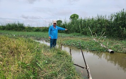 Hơn 50 hộ dân 'kêu cứu' thiệt hại lúa nếp do hầm cá xả nước thải