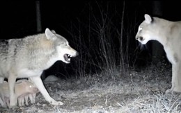 Sự thật về câu chuyện cảm động ‘sói bảo vệ đàn lợn con khỏi sư tử núi’