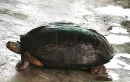 Rùa đầu đen quý hiếm bò vào rẫy sau đợt lũ 'lịch sử' trên sông Cái Phan Rang