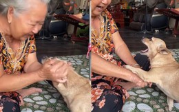 Chú chó chơi trò 'tập tầm vông' siêu đỉnh