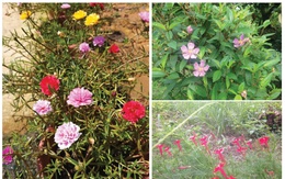 Nước mắt tôi chực trào trước những bông hoa dại chân phương của học trò