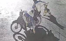 Khởi tố nhóm chuyên trộm chó vào ban đêm ở Thanh Hóa