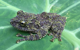 Phát hiện nhiều loài động vật quý hiếm tại rừng Pù Luông