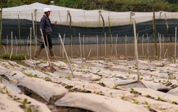 Vùng rau Đà Lạt nhiều nơi ngập trắng