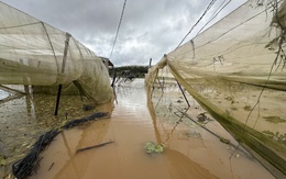 Chủ trang trại cá tầm ở Lâm Đồng bị lũ cuốn mất tích