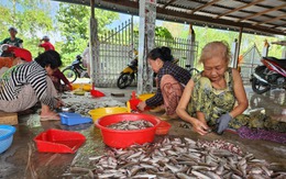 Dễ như đi... xúc cá linh, kiếm tiền triệu