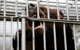 Nhật Bản huy động nhiều lực lượng đi săn gấu