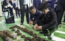 'Chưa từng có tiền lệ': 90% hàu, sò Nhật Bản chết hàng loạt, chính phủ điều tra khẩn