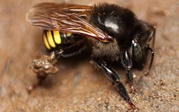 Siêu lạ: Tạo ra mật ong vị sô cô la bằng công nghệ sóng siêu âm