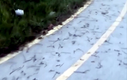 Hàng trăm con giun đất bò lên mặt đường ở Đồng Nai