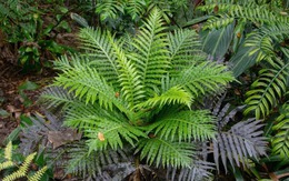 Trung Quốc phát hiện loài dương xỉ có thể tự 'luyện' đất hiếm