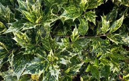 Con ếch xanh ở đâu?