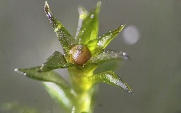 Rêu sống sót 9 tháng ngoài không gian, khoa học sửng sốt