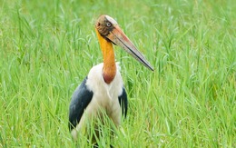 Ngắm già đẫy Java cực quý hiếm ở Vườn quốc gia U Minh Thượng