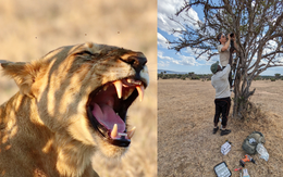 AI phát hiện 'tiếng gầm bí mật' của sư tử