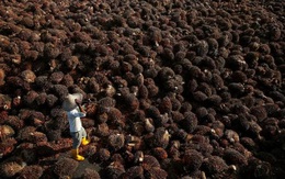 Nhiều tập đoàn dầu cọ Malaysia bỏ trồng cọ để 'nuôi' AI