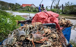 Tôm hùm Việt Nam trước thách thức từ lũ lụt và quy định mới xuất khẩu