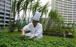 Rau xanh tăng giá ngày mưa lũ, đã đến lúc nghĩ tới nông nghiệp đô thị