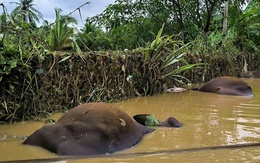 Nguy cơ bùng phát các bệnh truyền nhiễm sau lũ tại tỉnh Gia Lai và Lâm Đồng rất lớn