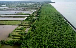 Cà Mau phê duyệt làm kè gần 100 tỉ đồng với giải pháp ‘giảm sóng từ xa’