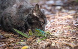 New Zealand muốn xóa sổ hoàn toàn mèo hoang, gọi đây là ‘những sát thủ máu lạnh’