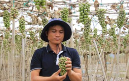 Nho Phan Rang sau lũ: Ruộng xanh mướt giờ khô héo, trái non treo lủng lẳng