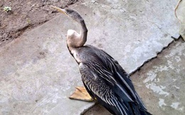 Người dân ở Đồng Tháp giao nộp chim cổ rắn xinh đẹp quý hiếm