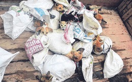 Thủ đô Indonesia chính thức cấm thịt chó, mèo, dơi để ngăn lây truyền bệnh dại