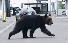 Đoạn video 'gấu tấn công mới nhất' ở Nhật Bản không phải AI nhưng cũng không phải sự thật