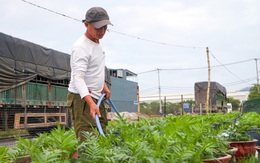 Sau mưa lũ, người trồng hoa ở Đà Nẵng thấp thỏm dự đoán thị trường Tết