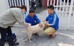 Kiểm soát bệnh dại bắt đầu từ quản lý chó, mèo