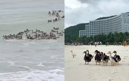 Đàn vịt bị lũ cuốn nay 'đổi đời', sống một cuộc đời tài phiệt