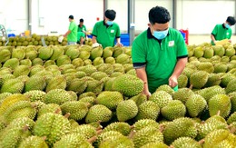 Trung Quốc phê duyệt thêm gần 1.000 mã số vùng trồng và cơ sở đóng gói sầu riêng Việt Nam